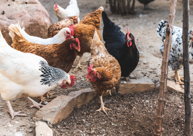 Agraer, Embrapa e Iagro reforçam prevenção à gripe aviária com foco na agricultura familiar