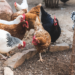 Agraer, Embrapa e Iagro reforçam prevenção à gripe aviária com foco na agricultura familiar