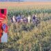 Passageira de Corolla que morreu em capotamento na BR-376 é identificada