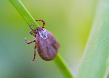 SES formaliza distribuição de remédios no início da sazonalidade da febre maculosa