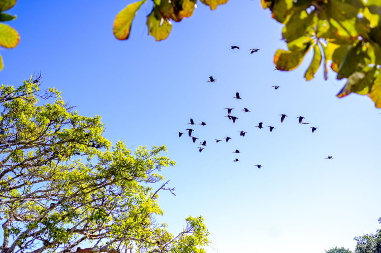 No Dia do Meio Ambiente, Fiems reforça apoio às indústrias de MS na agenda da sustentabilidade