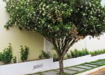 Proibição de planta murta em CG é positiva para dar segurança sanitária à citricultura no MS