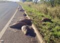 Família inteira de capivaras é encontrada morta na BR-267 em Bataguassu
