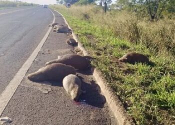 Família inteira de capivaras é encontrada morta na BR-267 em Bataguassu