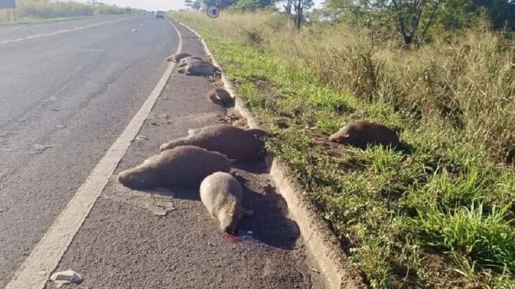 Família inteira de capivaras é encontrada morta na BR-267 em Bataguassu