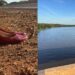 Capivara News TV: Médica pula de ponte e desaparece nas águas do Rio Ivinhema em MS