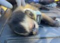 De volta para casa: reabilitados no CRAS, animais silvestres retornam à liberdade no coração do Pantanal