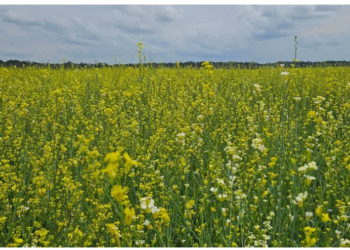 Visando diversificar safra agrícola, Governo posterga recolhimento do ICMS da carinata e outros 5 produtos
