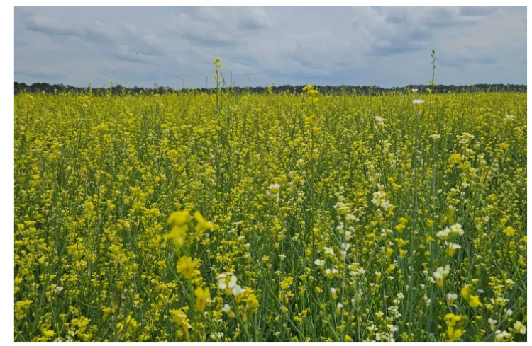 Visando diversificar safra agrícola, Governo posterga recolhimento do ICMS da carinata e outros 5 produtos