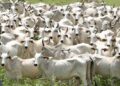 Pantanal terá plano de fortalecimento em Mato Grosso do Sul para todas as cadeias pecuárias