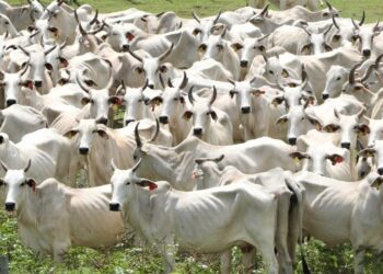 Pantanal terá plano de fortalecimento em Mato Grosso do Sul para todas as cadeias pecuárias