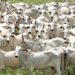 Pantanal terá plano de fortalecimento em Mato Grosso do Sul para todas as cadeias pecuárias