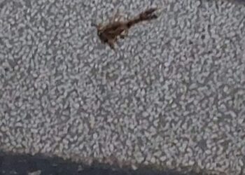 Sem salários e trabalhando em meio a escorpiões, técnicos culpam Prefeitura por caos na Santa Casa