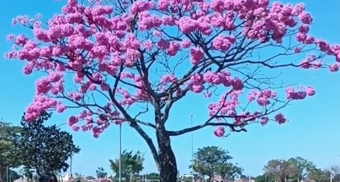 “Rolê da Dança” movimenta a cena cultural da cidade e lança projeto fixo de eventos semanais