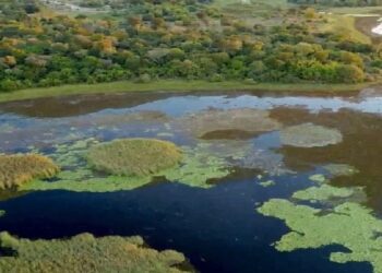 Parque do Pantanal do Rio Negro desponta como modelo nacional na geração de créditos ambientais