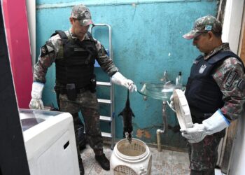 PMA lembra que animal silvestre não é pet e esclarece quando deve ser capturado