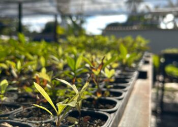 Viveiro Isaac de Oliveira bate recorde e produz 80 mil mudas em sete meses