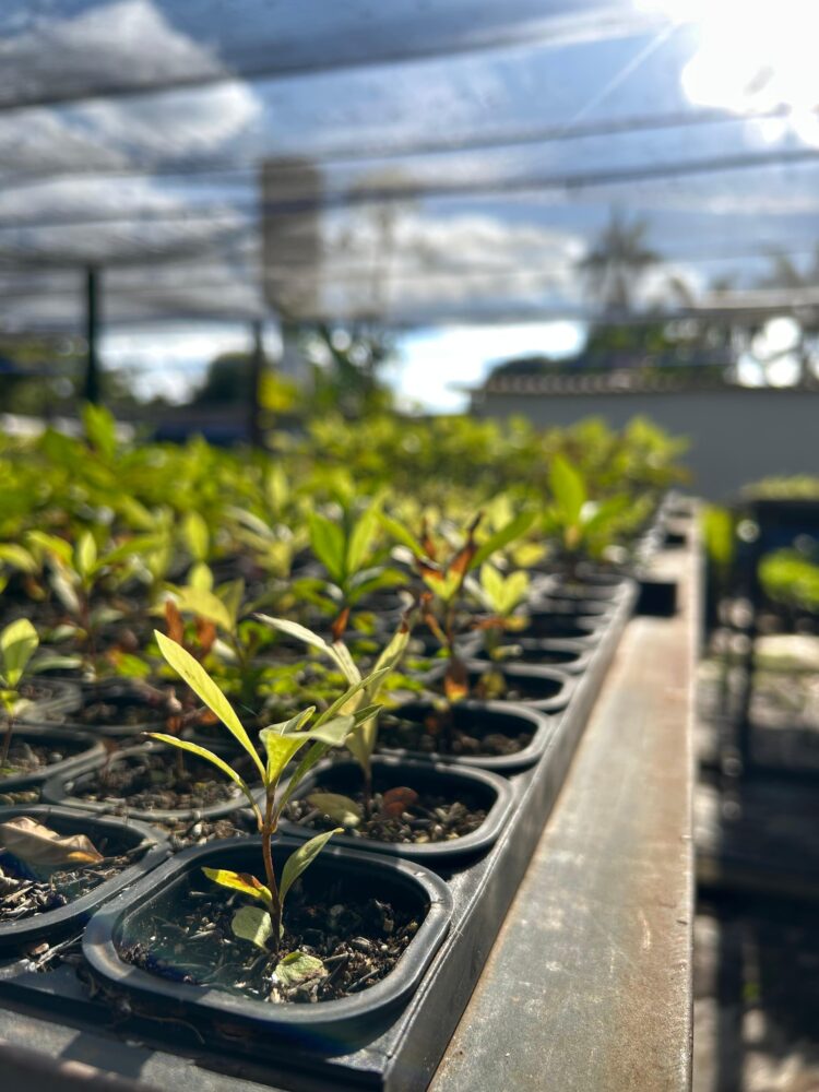 Viveiro Isaac de Oliveira bate recorde e produz 80 mil mudas em sete meses