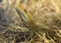 Bioparque Pantanal celebra Dia Mundial da Cobra com de educação ambiental e cuidado exemplar com serpentes