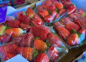 Ceasa: em meio a febre do morango do amor, procura pela fruta aumenta e preço já subiu 35%