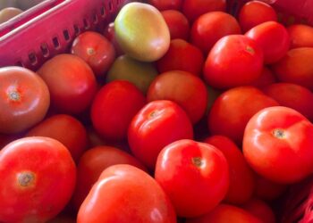 Alface e tomate estão mais baratos enquanto pepino segue em alta na Ceasa-MS