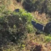 Corpo de comerciante é encontrado ao lado de Saveiro capotada às margens da MS-316