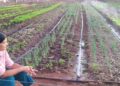 Terreno de subestação de energia vira horta e mobiliza comunidade em Campo Grande
