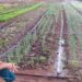 Terreno de subestação de energia vira horta e mobiliza comunidade em Campo Grande