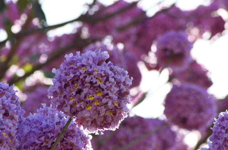 Alta pressão mantém tempo seco em MS, mas frente fria pode provocar mudanças no início da próxima semana