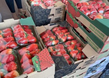 Preço do morango volta a cair, enquanto cenoura tem alta de preço na Ceasa de MS