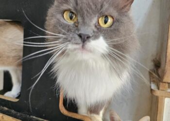 Feira de Adoção neste sábado busca novos lares para gatos resgatados de situação de maus-tratos