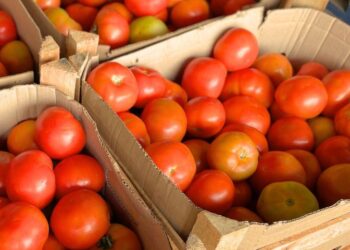 Preços da couve e do tomate ‘despencam’ na Ceasa-MS, mas frio encarece abobrinha