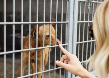 Pet Shop promove feira de adoção em comemoração ao 1º aniversário de unidade na Capital