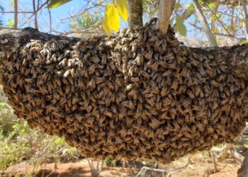 Trabalhador morre, após ataque de enxame de abelhas em plantação de fazenda de Sidrolândia
