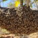 Trabalhador morre, após ataque de enxame de abelhas em plantação de fazenda de Sidrolândia