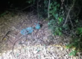 Capivara News TV: Feto é encontrado em área de mata de Três Lagoas e casal preso por aborto ilegal