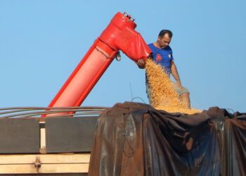 Mato Grosso do Sul bate recorde na produção de milho, superando 14 milhões de toneladas