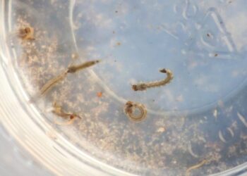 SES alerta para intensificação das ações contra o Aedes aegypti com divulgação do 3º LIRAa de 2025