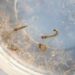 SES alerta para intensificação das ações contra o Aedes aegypti com divulgação do 3º LIRAa de 2025