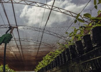 Empresas associadas da Reflore/MS consolidam Mato Grosso do Sul como líder nas exportações de celulose