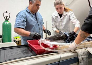 Bioparque Pantanal e UFMS realizam exames de ressonância magnética em peixe de grande porte