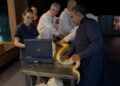 Serpente do Bioparque Pantanal passa por exame de rotina que reforça cuidado com bem-estar animal