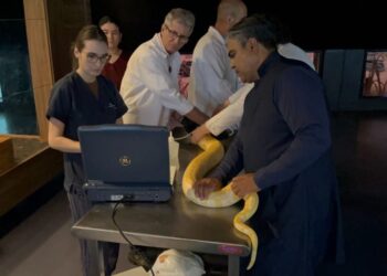 Serpente do Bioparque Pantanal passa por exame de rotina que reforça cuidado com bem-estar animal