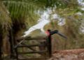 Mato Grosso do Sul reforça liderança no turismo responsável em fórum nacional