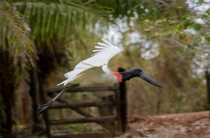 Mato Grosso do Sul reforça liderança no turismo responsável em fórum nacional