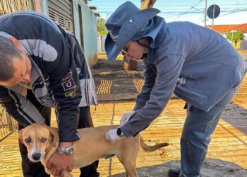 Campanha de Vacinação contra a Raiva segue em bairros de Campo Grande
