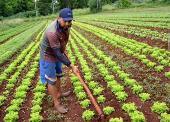 Prefeitura formaliza adesão de agricultores ao Programa de Aquisição de Alimentos
