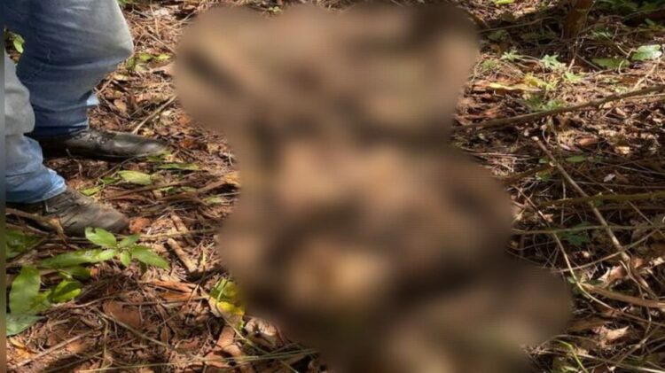 Ossada de homem é encontrada em brejo de área de preservação de Maracaju