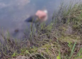 Preso o terceiro assassino de José Cloves encontrado com mãos e pés amarrados em lagoa de Água Clara