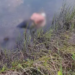 Preso o terceiro assassino de José Cloves encontrado com mãos e pés amarrados em lagoa de Água Clara